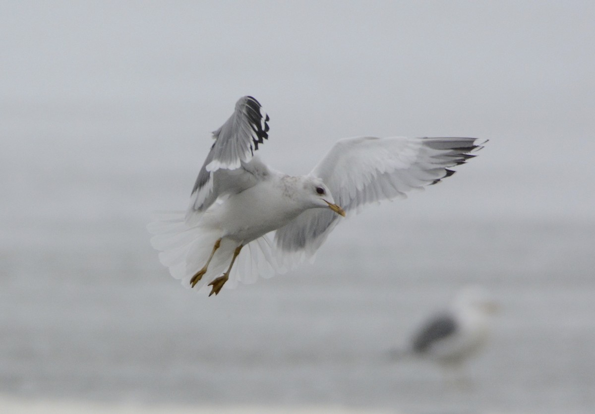 Short-billed Gull - Taylor Abbott