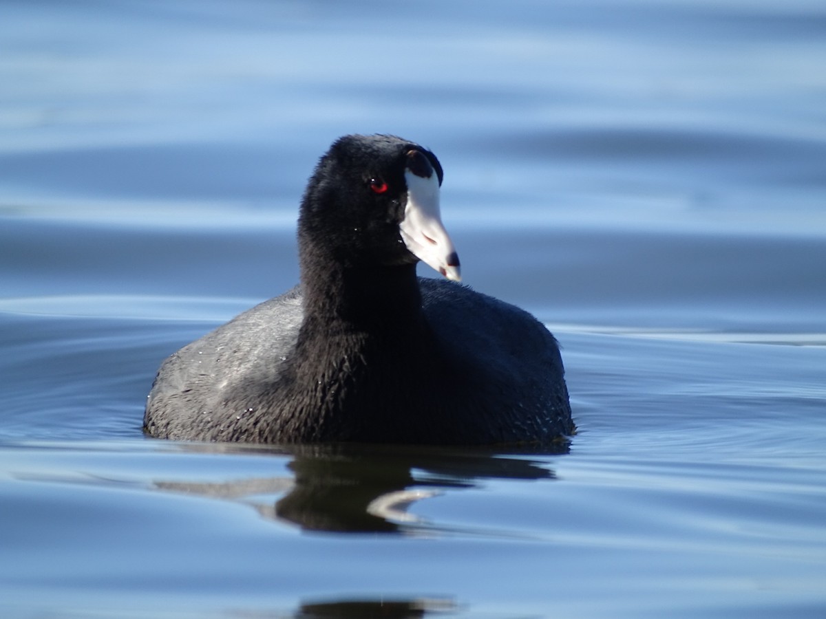 American Coot - ML212693231