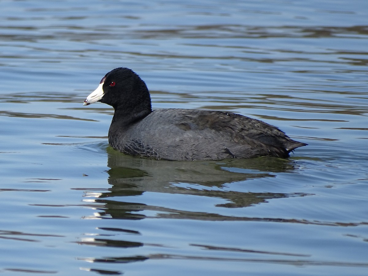 American Coot - ML212693521