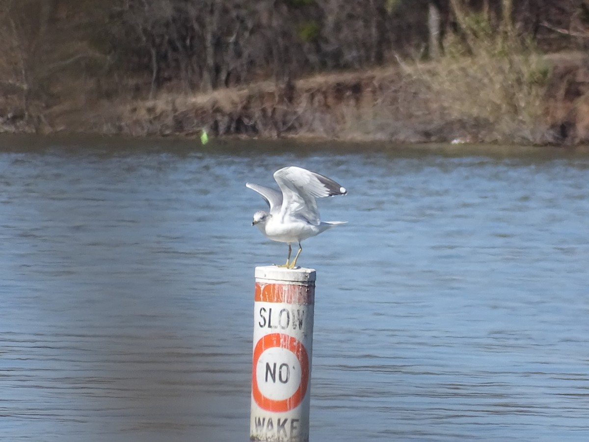 Ring-billed Gull - ML212693621