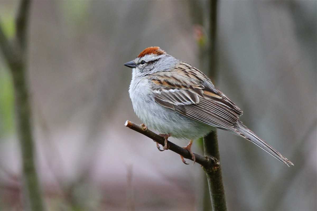 Chipping Sparrow - ML212694161