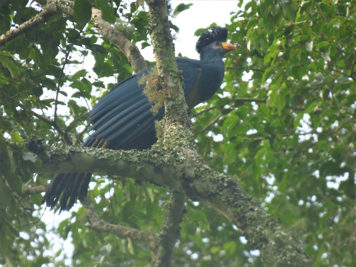 Great Blue Turaco - ML212694951