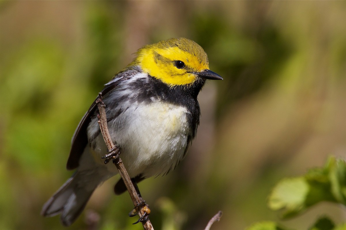 Black-throated Green Warbler - ML212695351