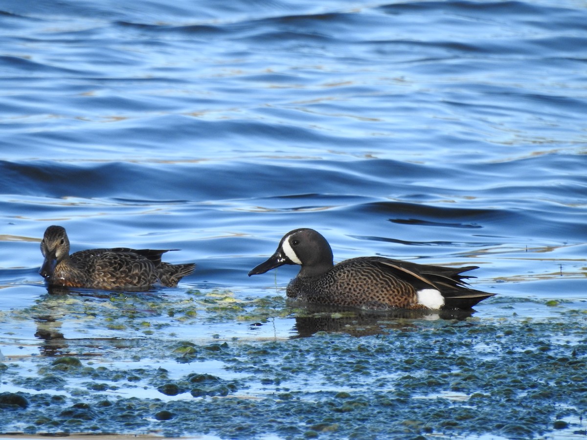 Blue-winged Teal - ML212695471