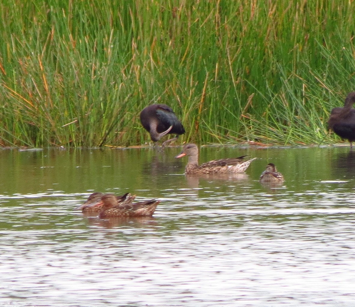 eBird Checklist - 22 Nov 2015 - Munderi Kadavu Bird Sanctuary - 62 species