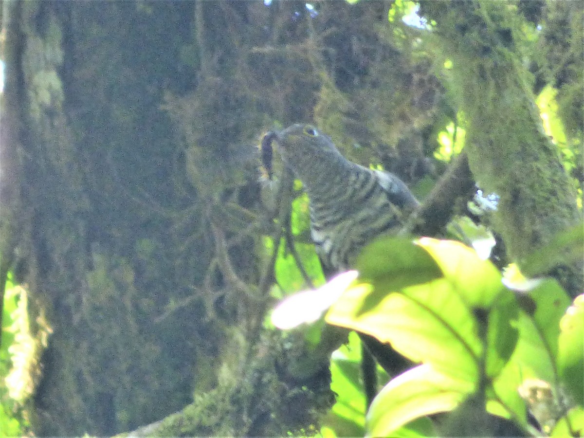 Barred Long-tailed Cuckoo - ML212696071