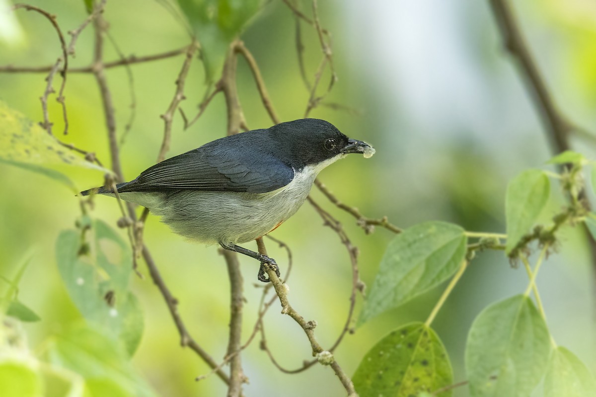 Red-keeled Flowerpecker - Bradley Hacker 🦜