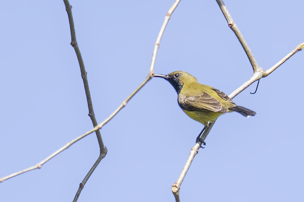 Garden Sunbird - Bradley Hacker 🦜