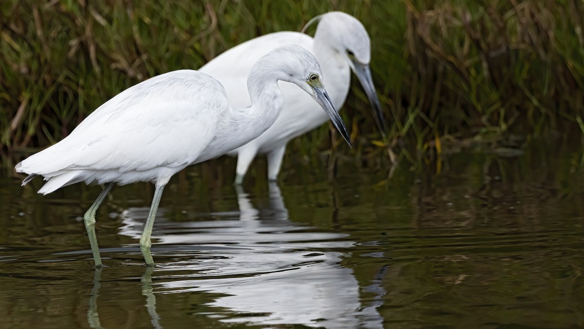 Little Blue Heron - Tim White