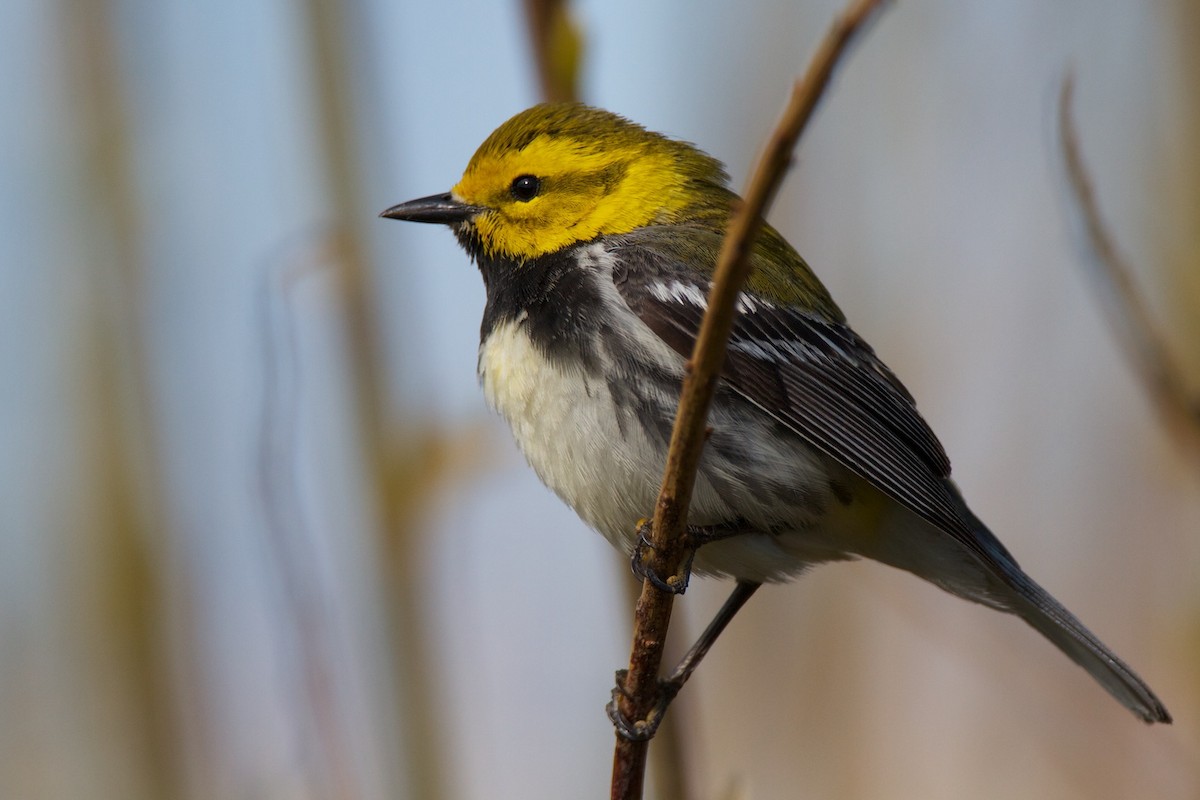 Black-throated Green Warbler - ML212697621
