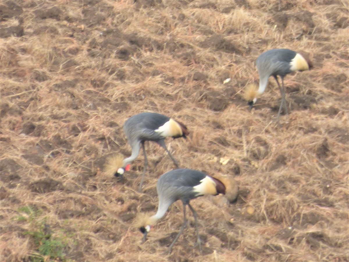 Gray Crowned-Crane - ML212698291