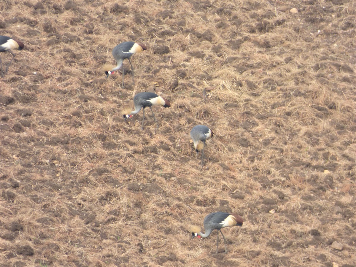 Grulla Coronada Cuelligrís - ML212698321