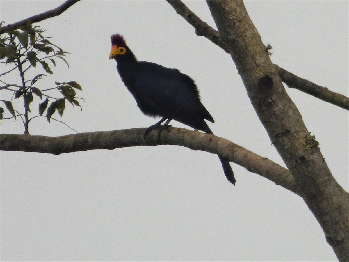 Ross's Turaco - ML212699451