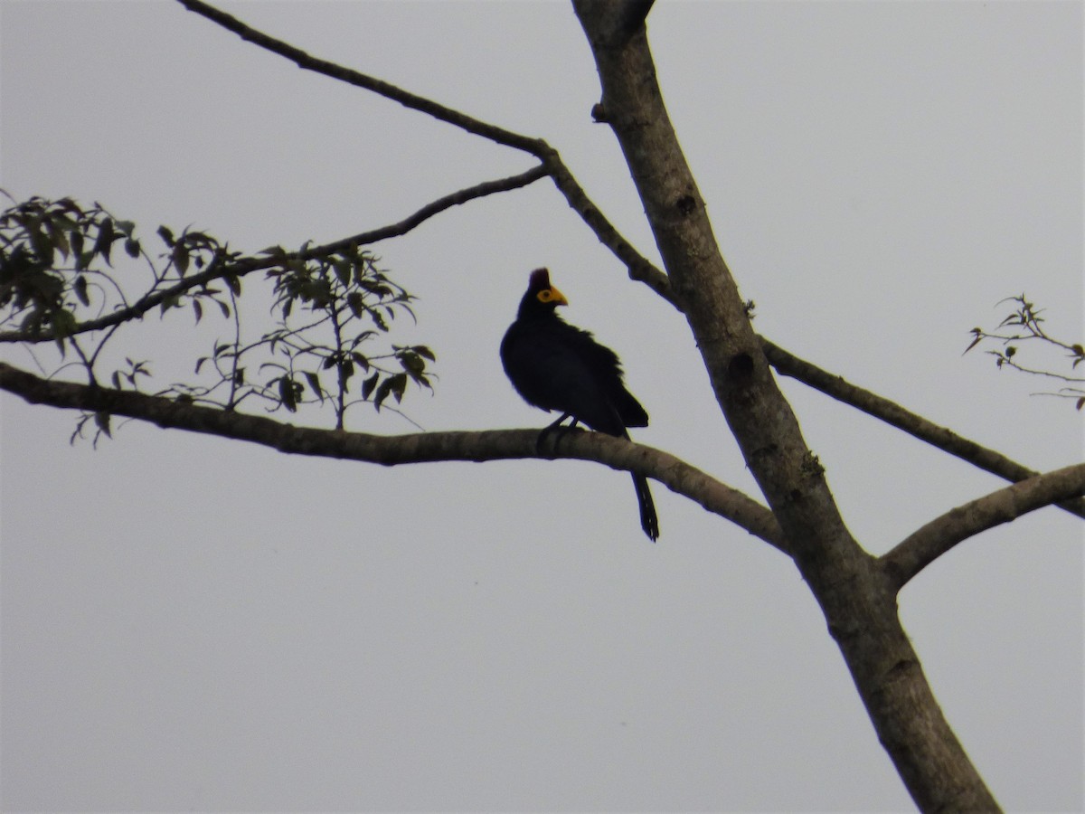 Turaco de Ross - ML212699461