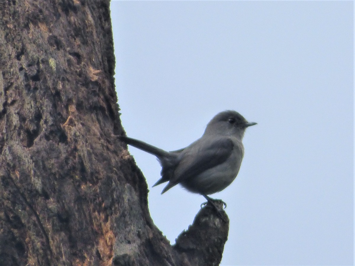 White-eyed Slaty-Flycatcher - ML212701721