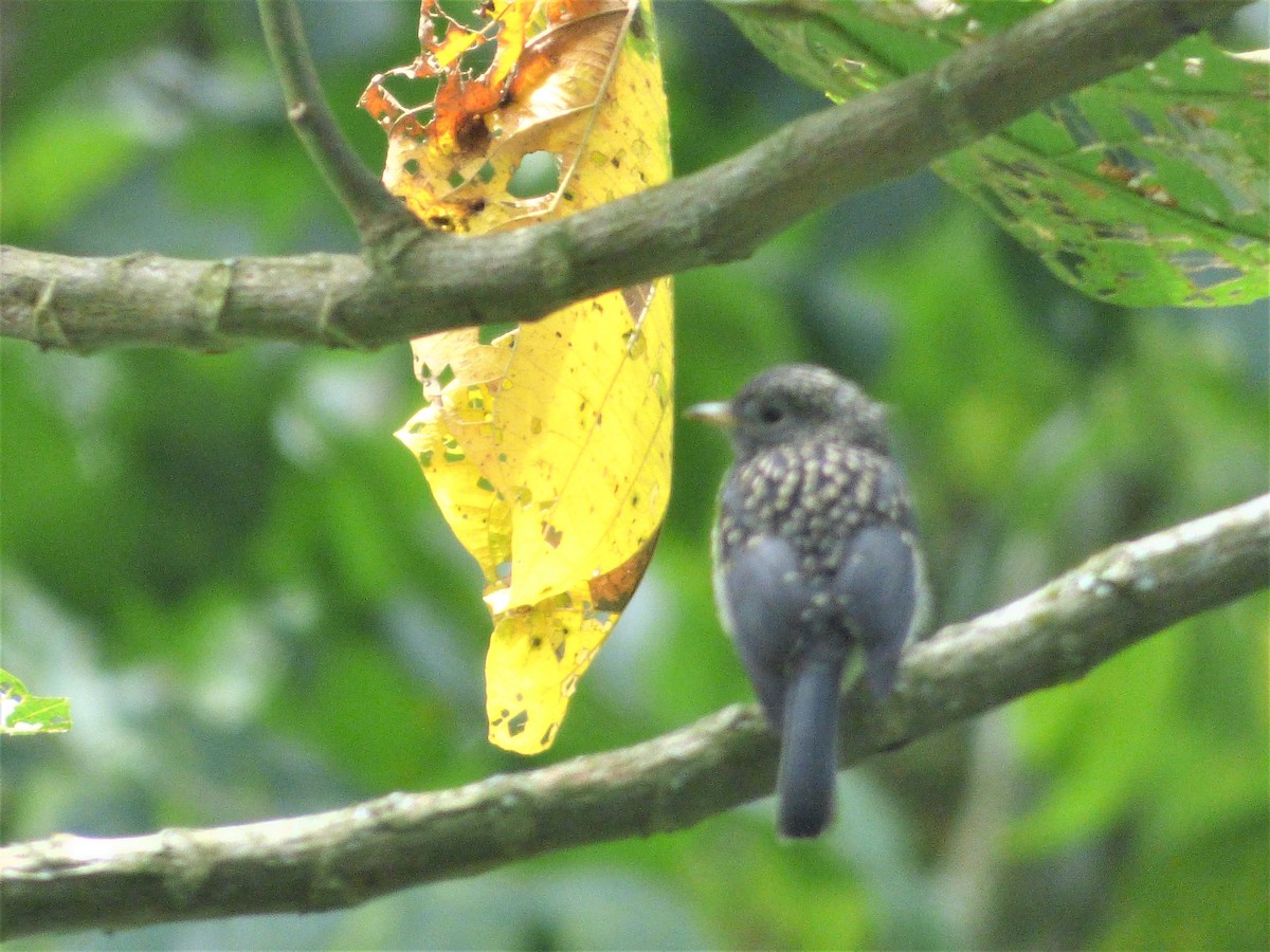 White-eyed Slaty-Flycatcher - ML212701741