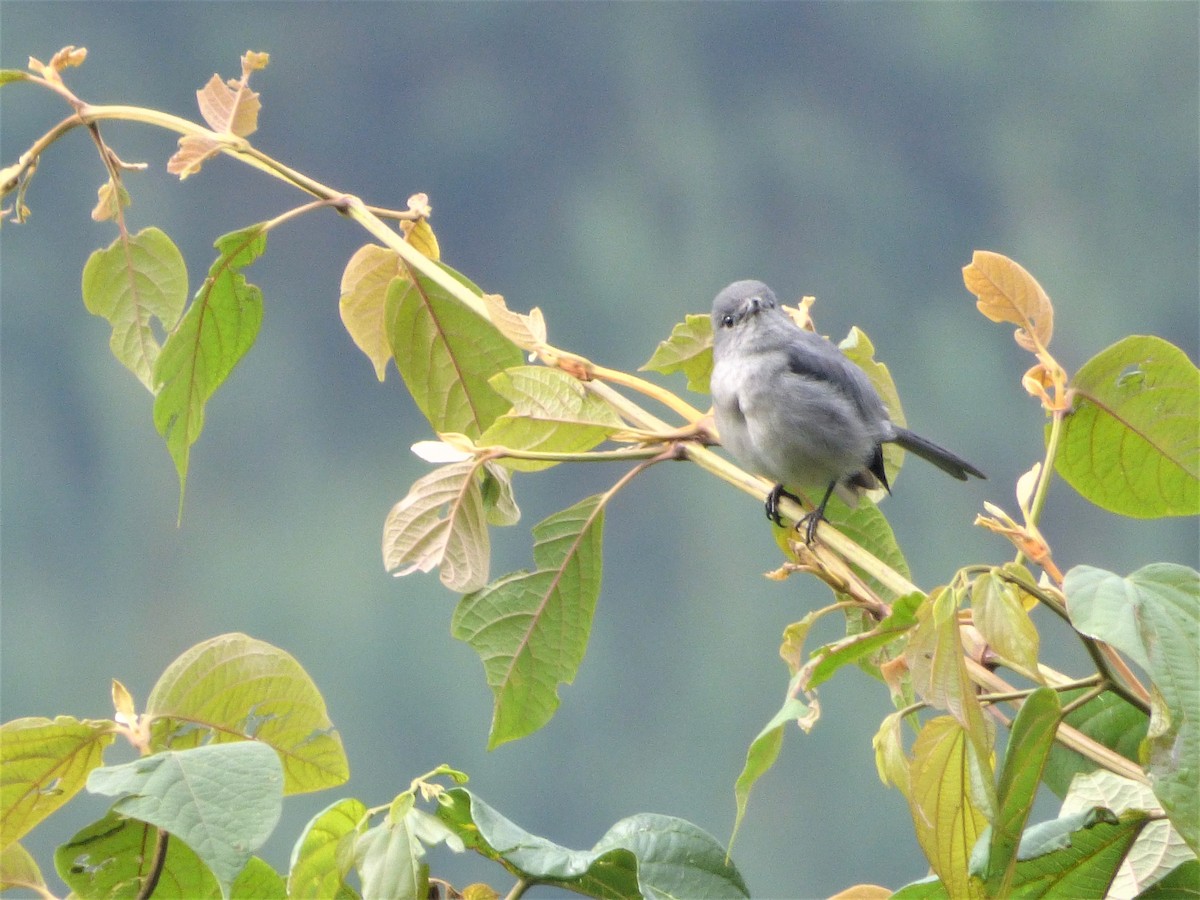 White-eyed Slaty-Flycatcher - ML212701751