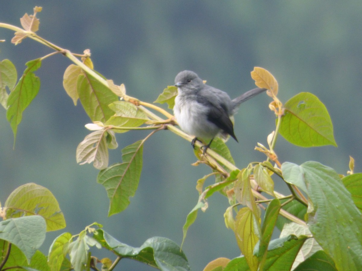 White-eyed Slaty-Flycatcher - ML212701771
