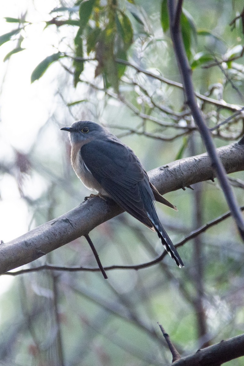 Fan-tailed Cuckoo - ML212702021