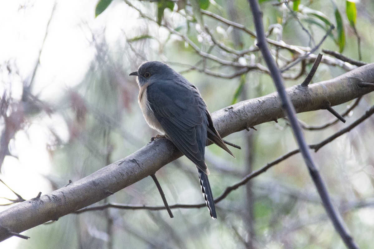 Fan-tailed Cuckoo - ML212702051