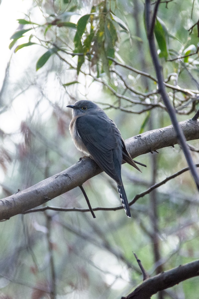 Fan-tailed Cuckoo - Keith Bowers
