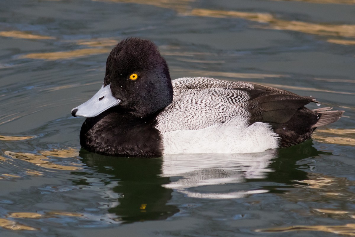 Lesser Scaup - ML212703861