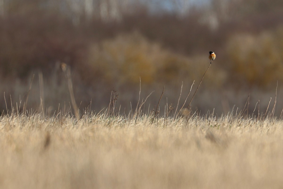 European Stonechat - ML212704011