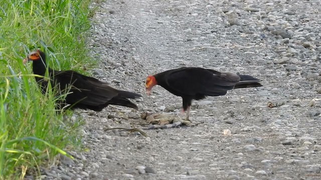 Lesser Yellow-headed Vulture - ML212704191