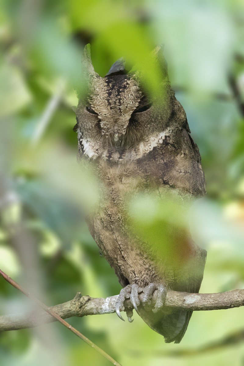 Everett's Scops-Owl - ML212704481