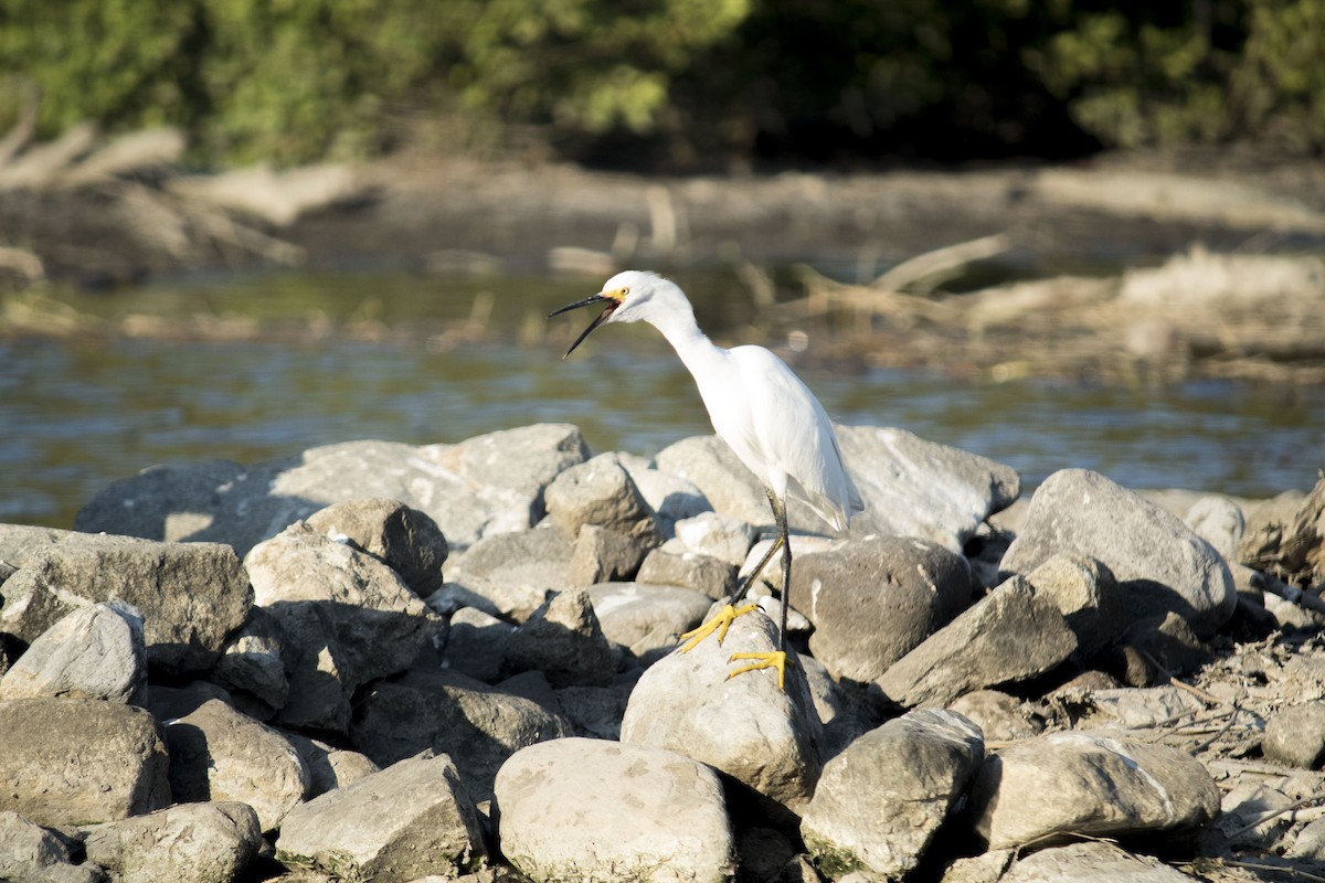 Snowy Egret - ML212704711