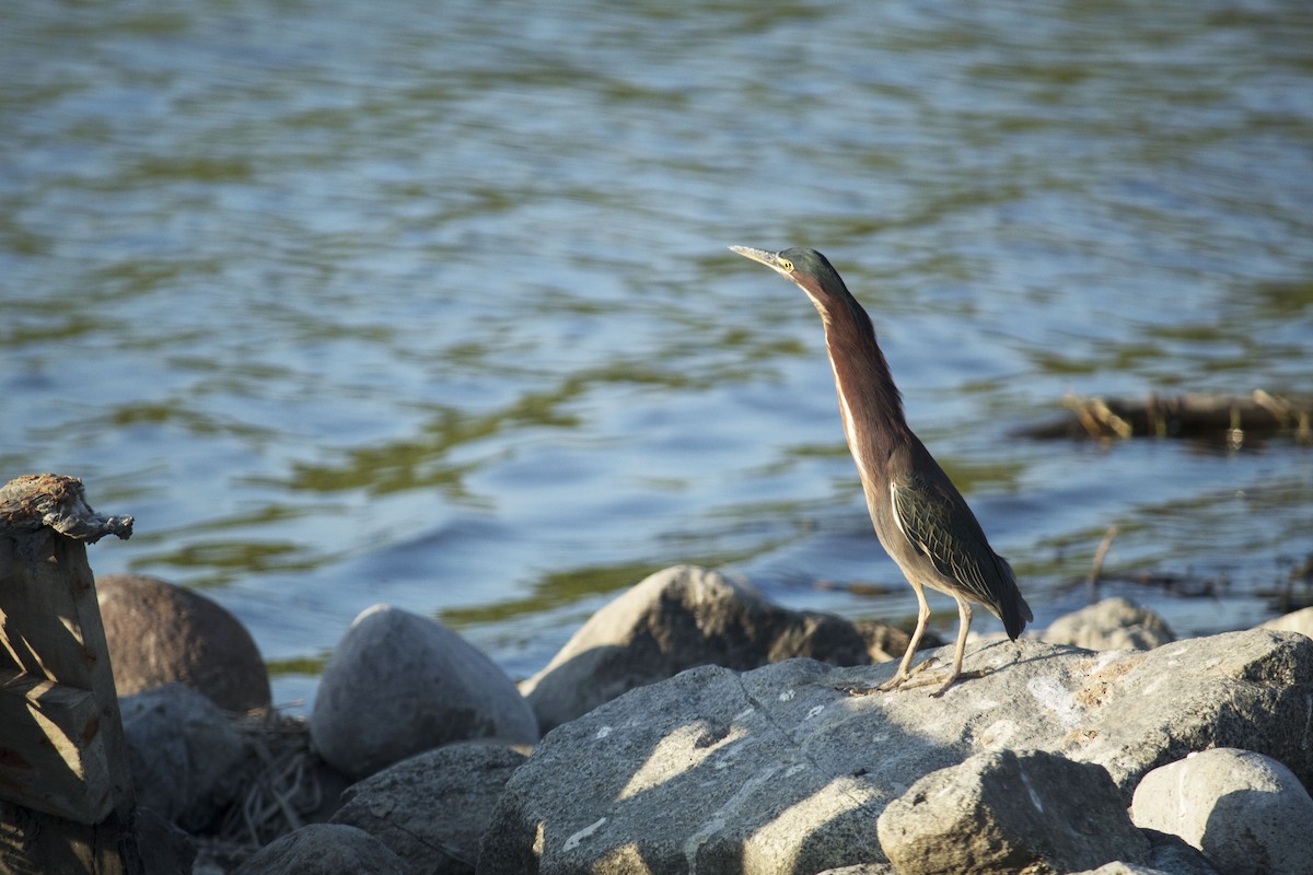 Green Heron - ML212704741