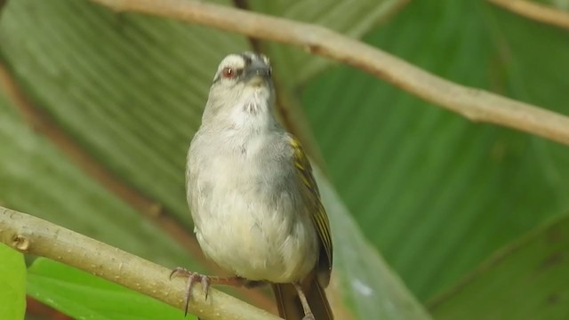 Black-striped Sparrow - ML212705071