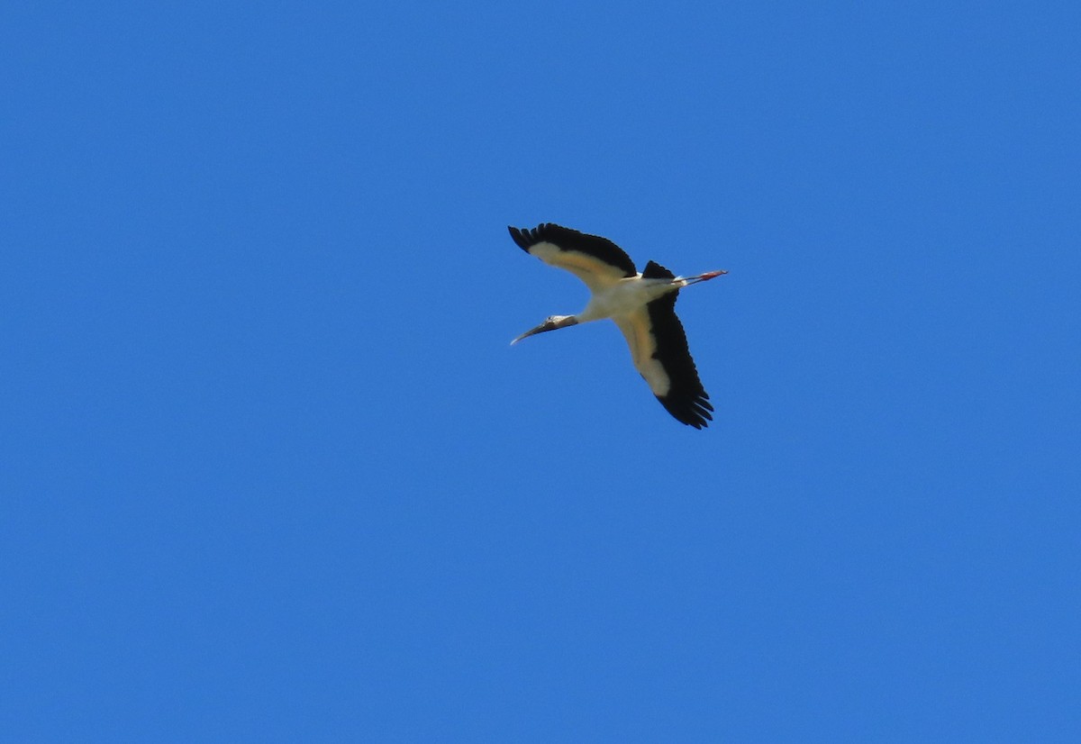 Wood Stork - ML212705791