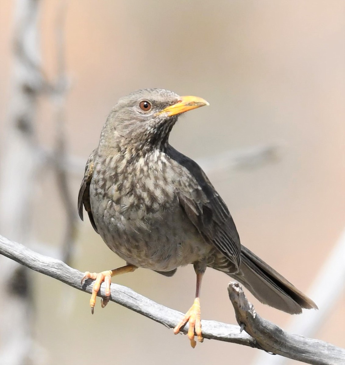 Yemen Thrush - Jörg Knocha