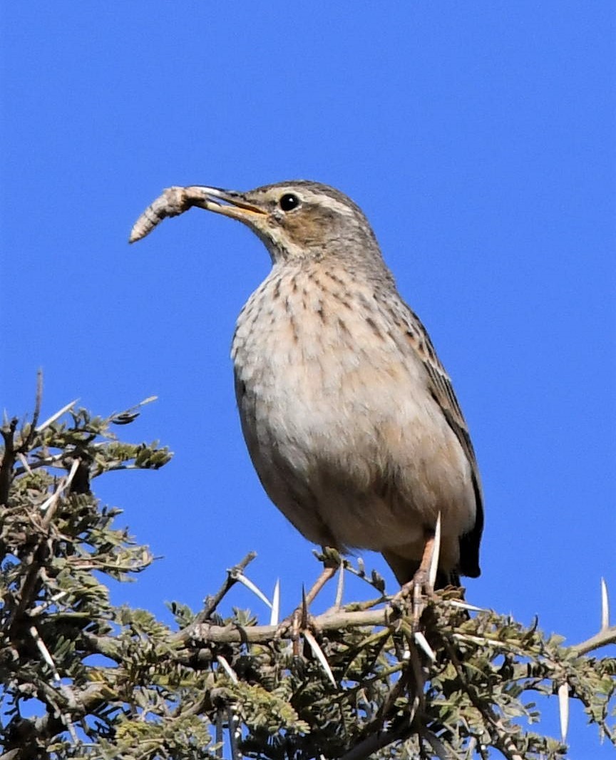 Long-billed Pipit - ML212707081