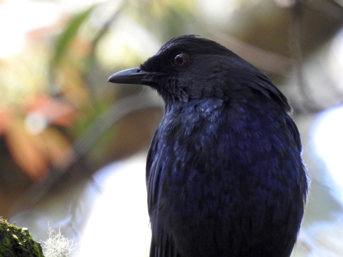 Taiwan Whistling-Thrush - Peter Hines