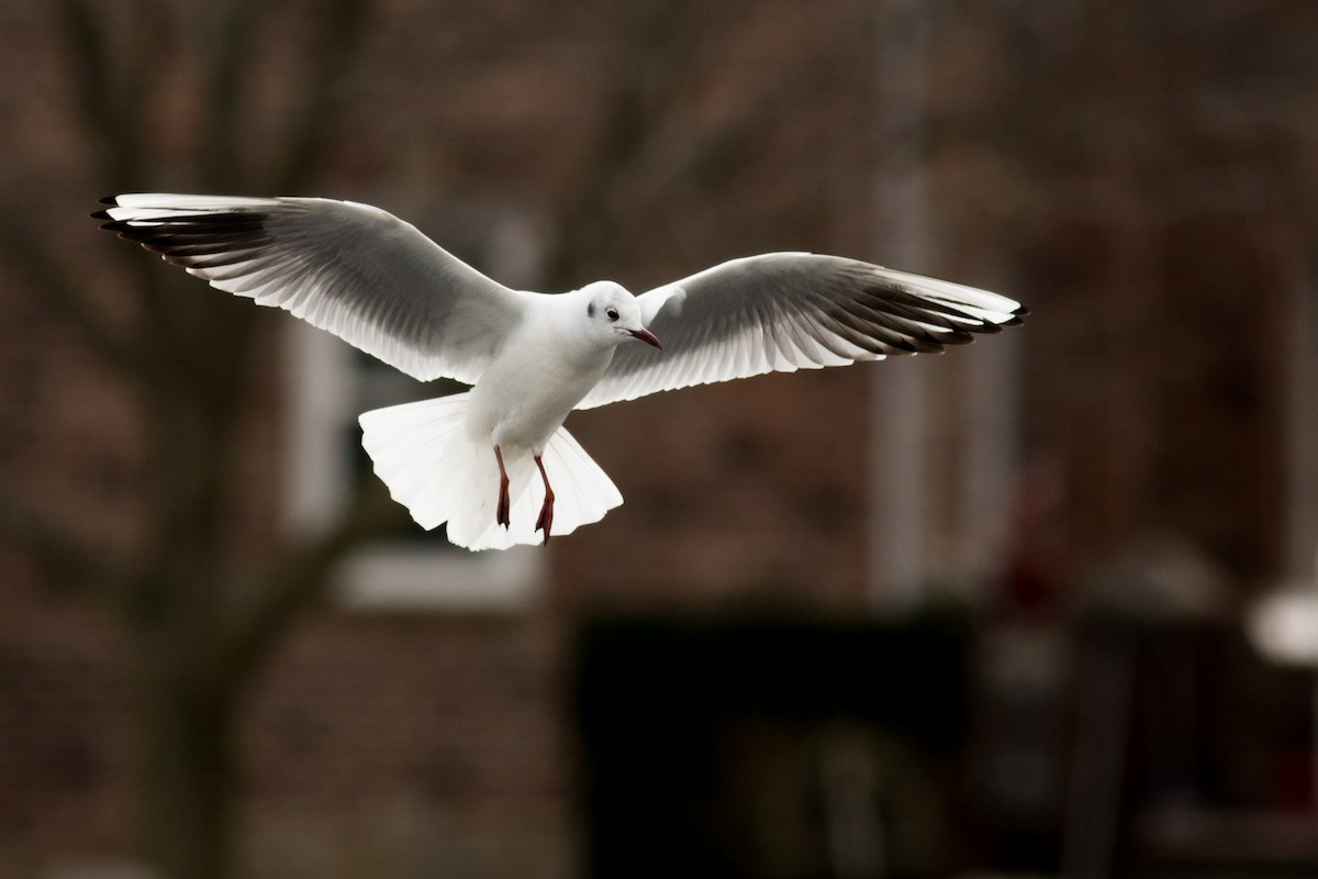 Black-headed Gull - ML212708341