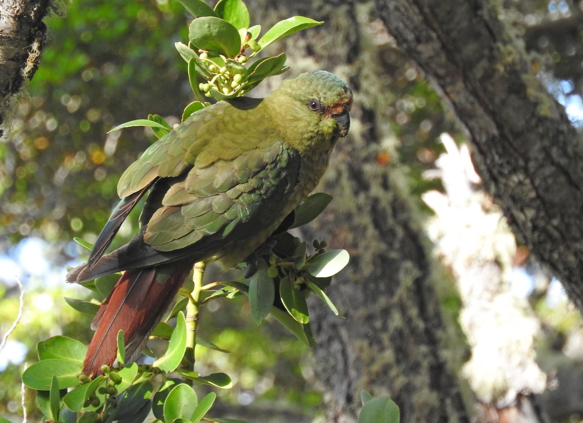 Austral Parakeet - Tresa Moulton