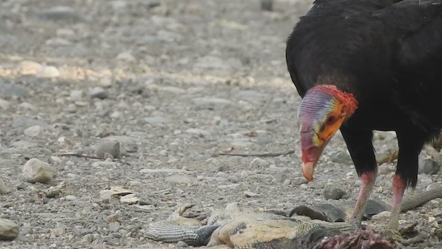 Lesser Yellow-headed Vulture - ML212709041