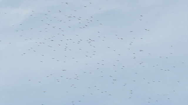 Broad-winged Hawk - ML212710071