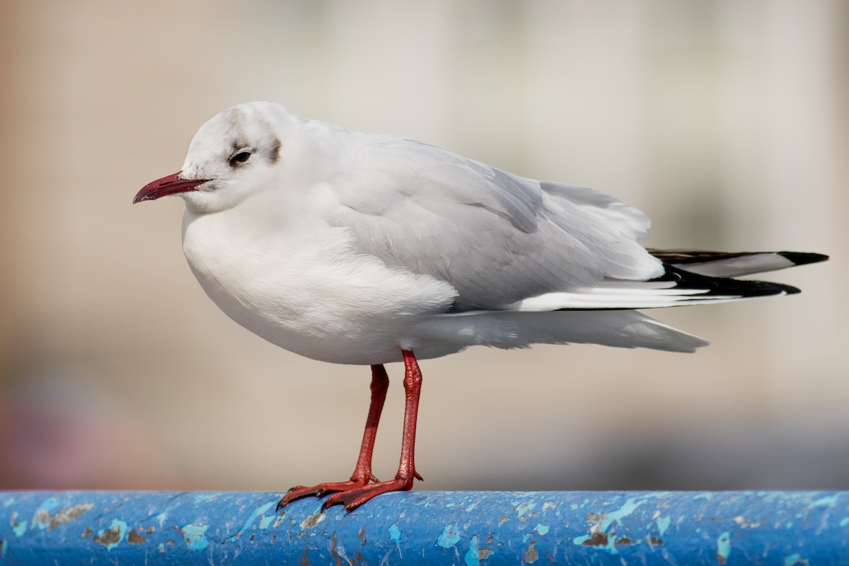 Black-headed Gull - ML212710831