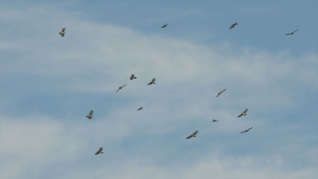 Broad-winged Hawk - ML212711241