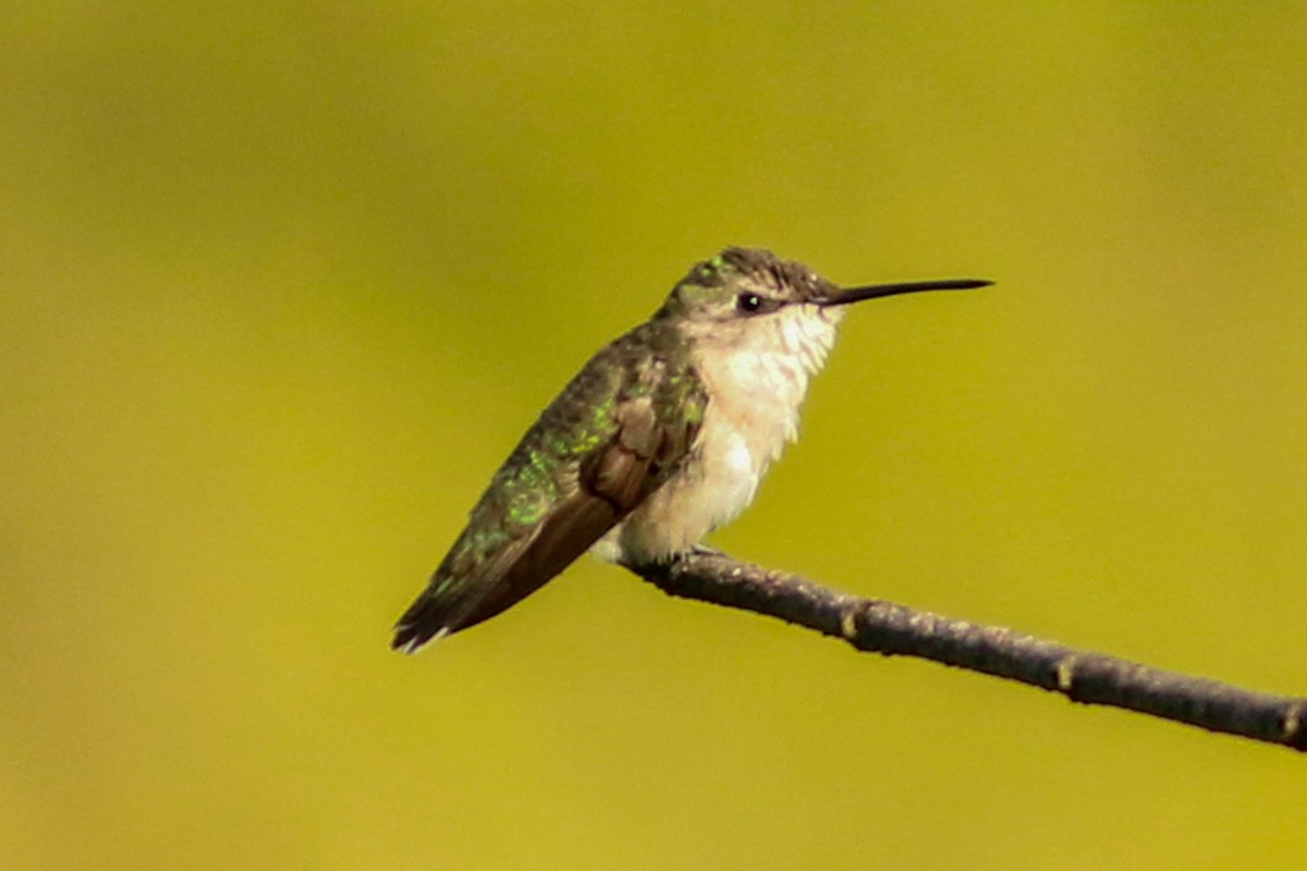 Ruby-throated Hummingbird - David Garrigues
