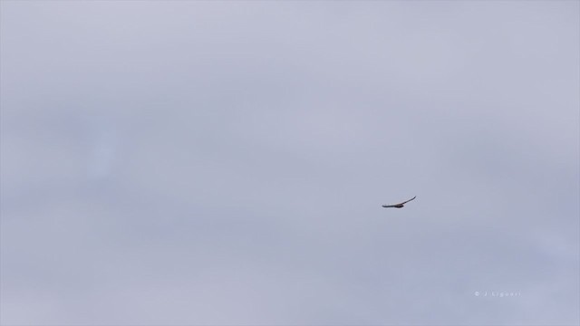 Broad-winged Hawk - ML212712301