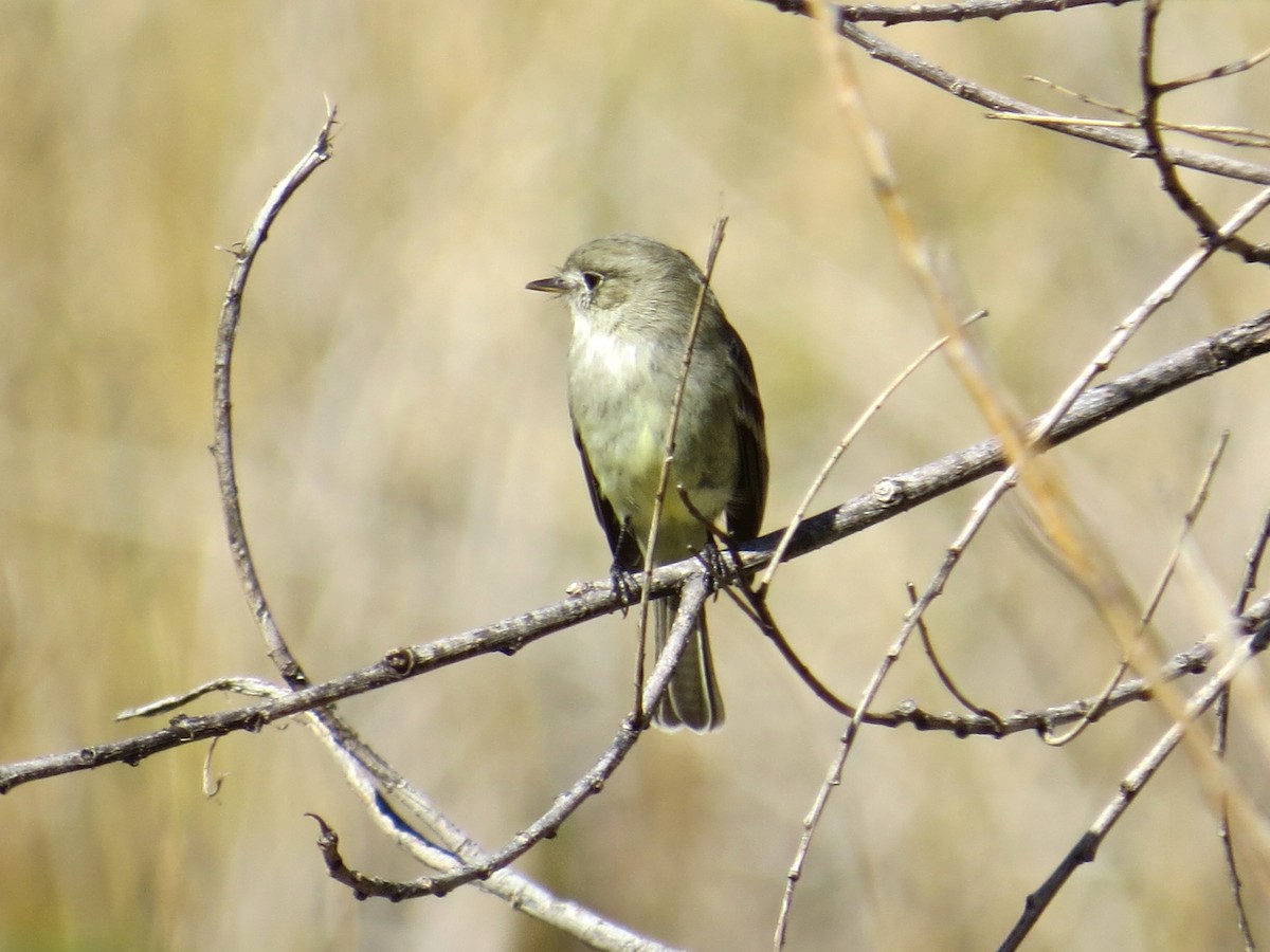 Gray Flycatcher - ML212713221