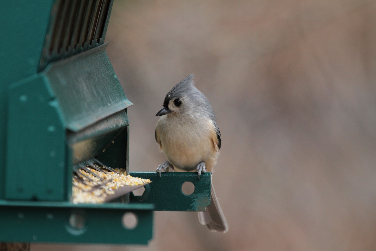 Tufted Titmouse - ML212716281