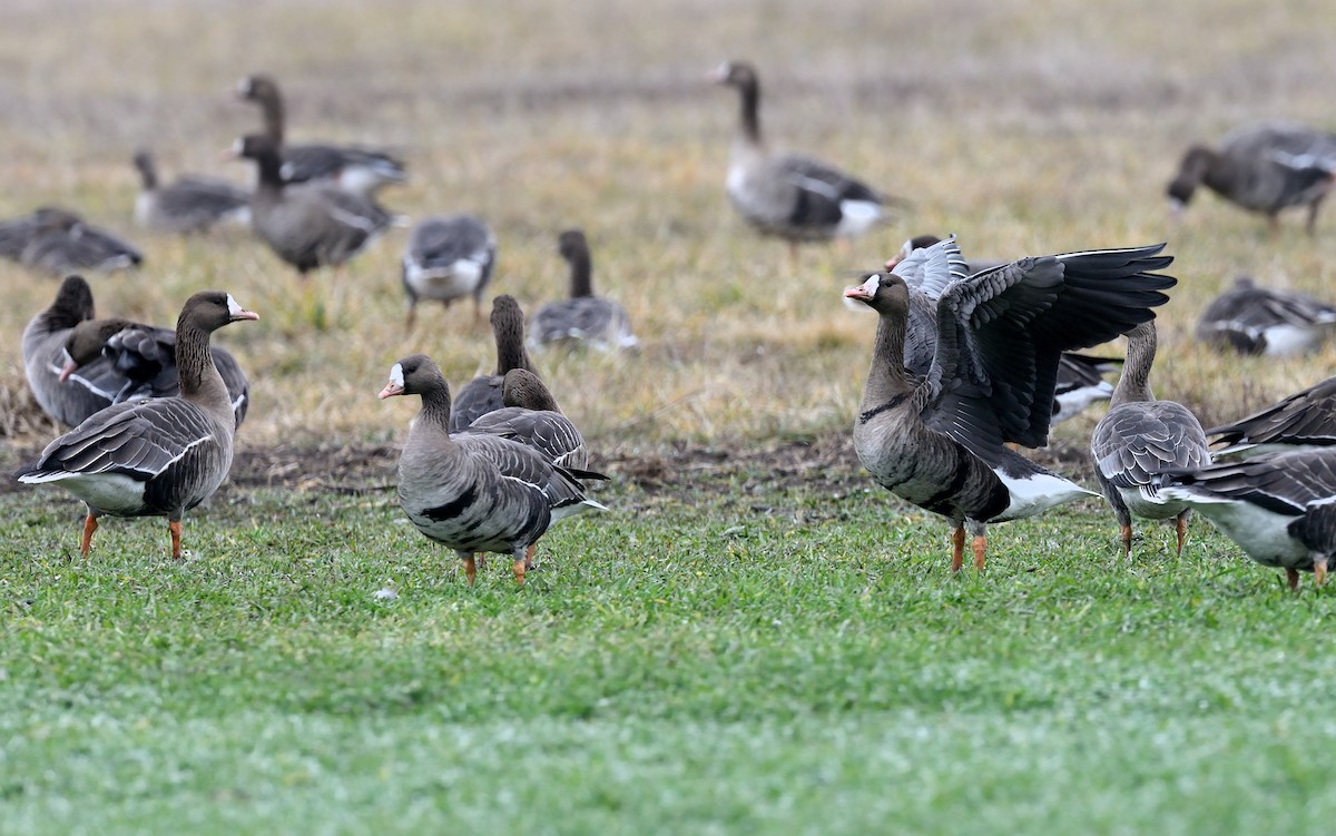 Greater White-fronted Goose - ML212716711
