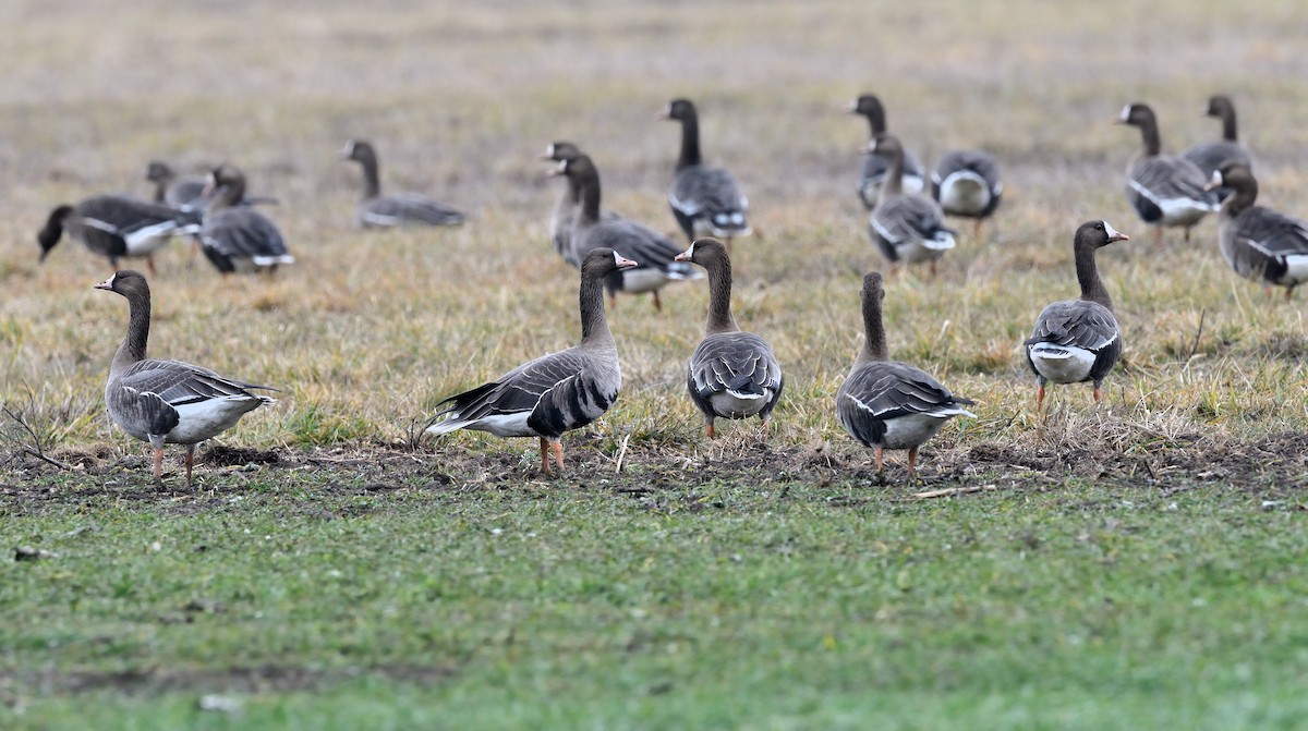 Greater White-fronted Goose - ML212716771