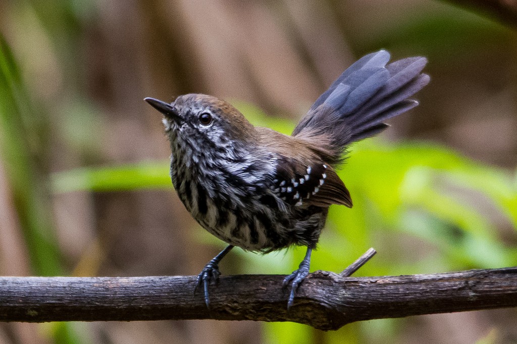 Marsh Antwren - ML212716961