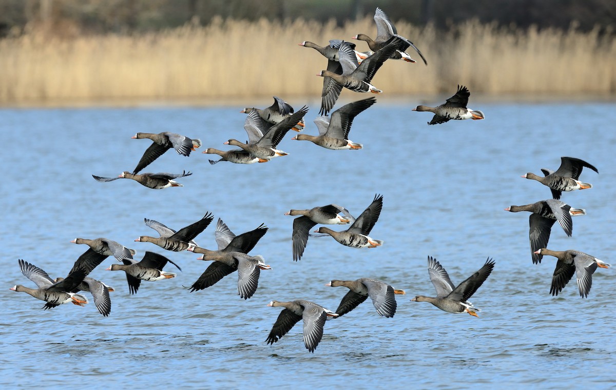 Greater White-fronted Goose - ML212717651